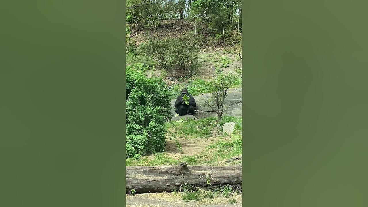 Gorilla at the Bronx zoo YouTube