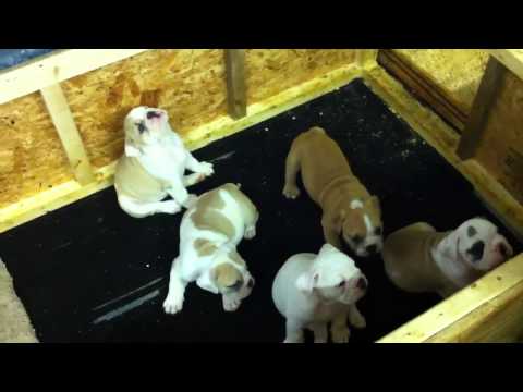 English Bulldog Puppies For Sale In Va Under 500