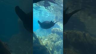 Upside Down Sea Lion ￼￼￼#animals #ocean #shorts