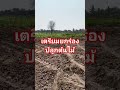 ร่องสวน #กล้วยน้ำว้า #มะพร้าว #มะพร้าวน้ำหอม #มะพร้าวอ่อน #ระบบน้ำ #โคราช #farming #ด่านขุนทด