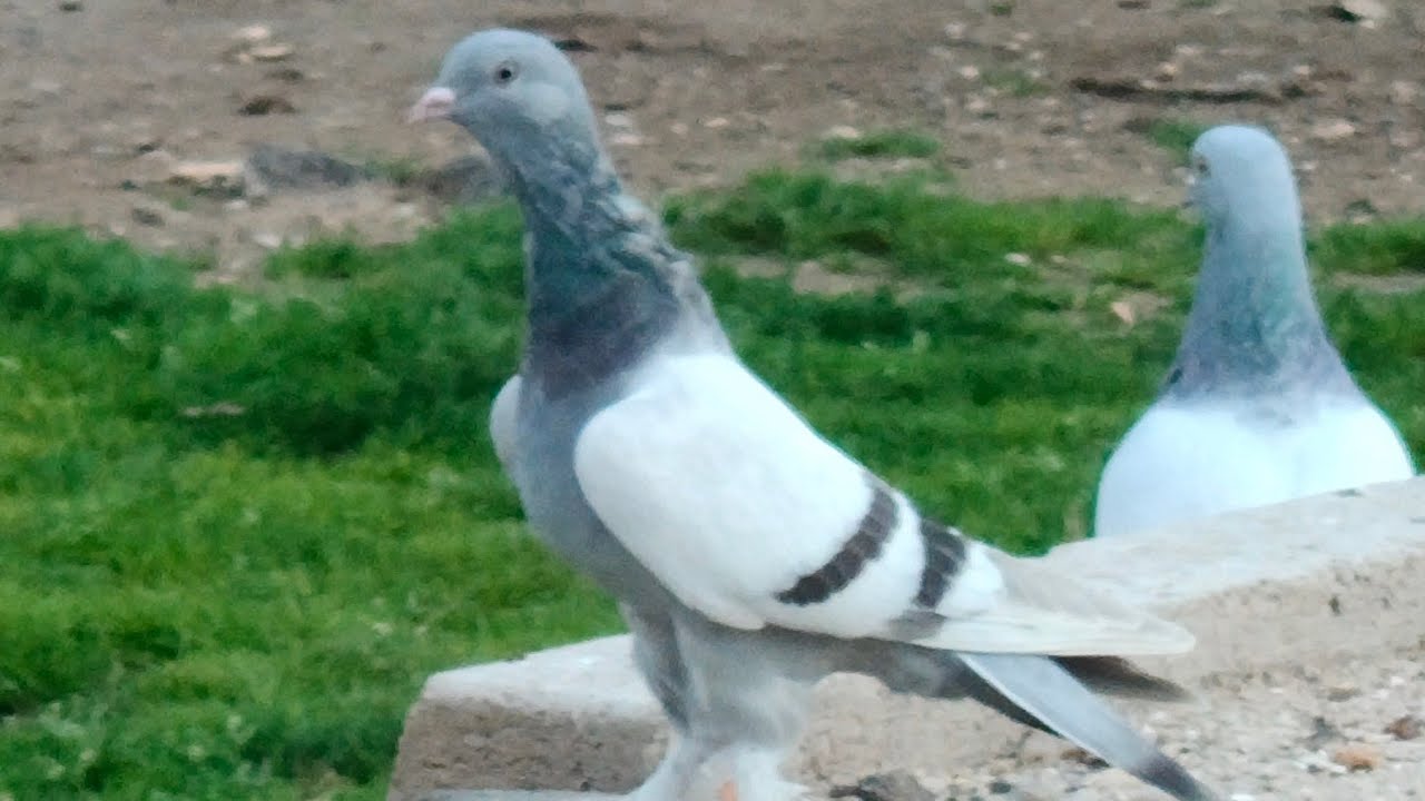 8 10 TAKLA MESAFELİ FİŞEK TUTUYOR BULUTTA GEZİYOR KANAT ELLEDİ KAPATIRSA KUŞ OLUR.