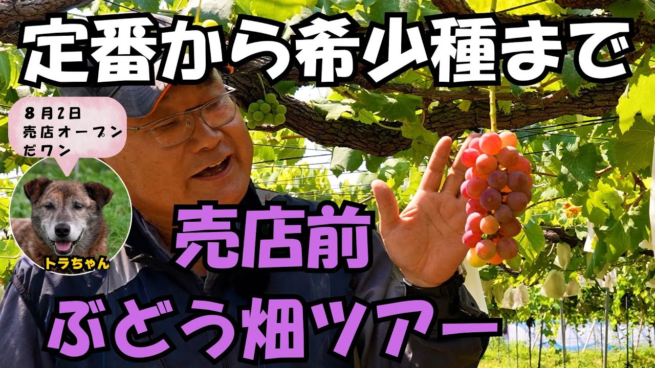 【売切れ必須】一悦園8月2日売店オープン！店主オススメぶどう