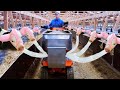 (जानवरों की ये मशीनें होश उड़ा देंगी) - Technology Modern Cow Milking Automatic Machine