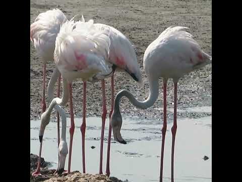 Bird Watching: Beautiful Flamingos in Dubai #shorts