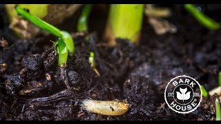 Bark House Earth - Clean Soil 2 Video