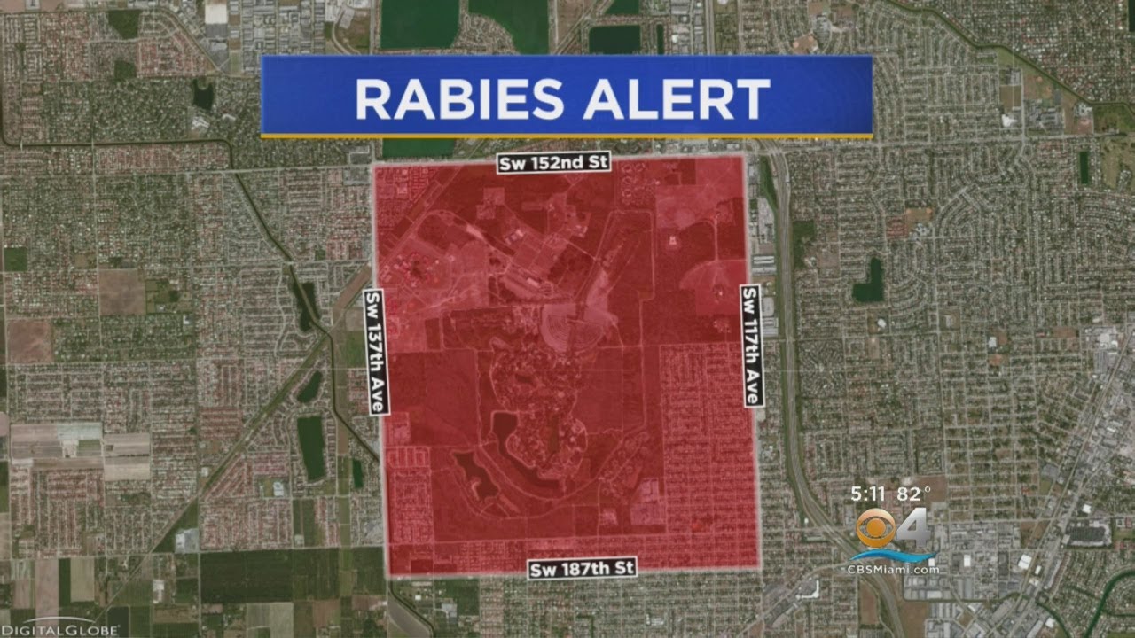 3rd Kendall Raccoon Tests Positive For Rabies