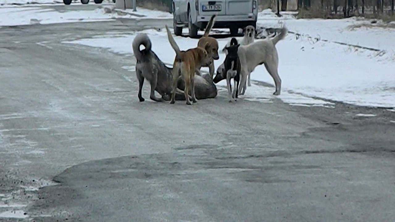 kavga eden köpekler