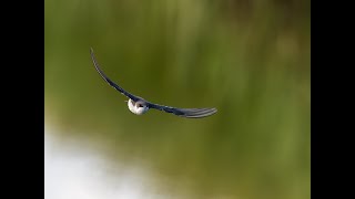 Swallow Migration