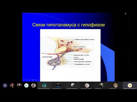 Железы внутренней секреции | Физиология