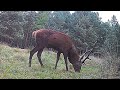 A red deer grazing in a forest meadow #reddeer #stag #wildlife