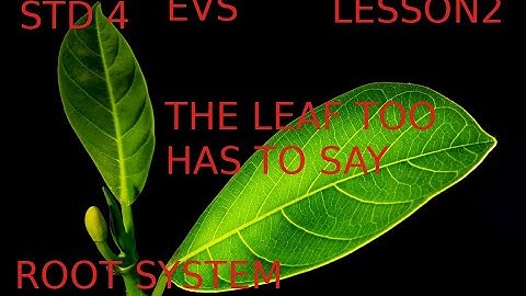 STD 4 EVS LESSON 2 , THE LEAF TOO HAS TO SAY-- ROOT SYSTEM