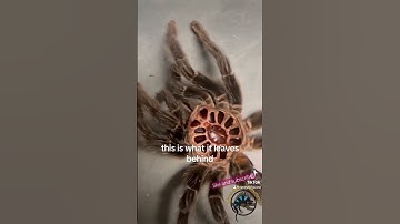 This GIANT Tarantula Just Molted! 🕷️ 😱 #pets #amazing #spider #animals #awesome #fun #tarantula