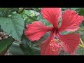 Vale dos Hibiscos (floresta de Hibiscus rosa sinensis)