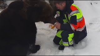 Папа в гости заходил угостить и по делам 🍎🐻 Медведь Мансур