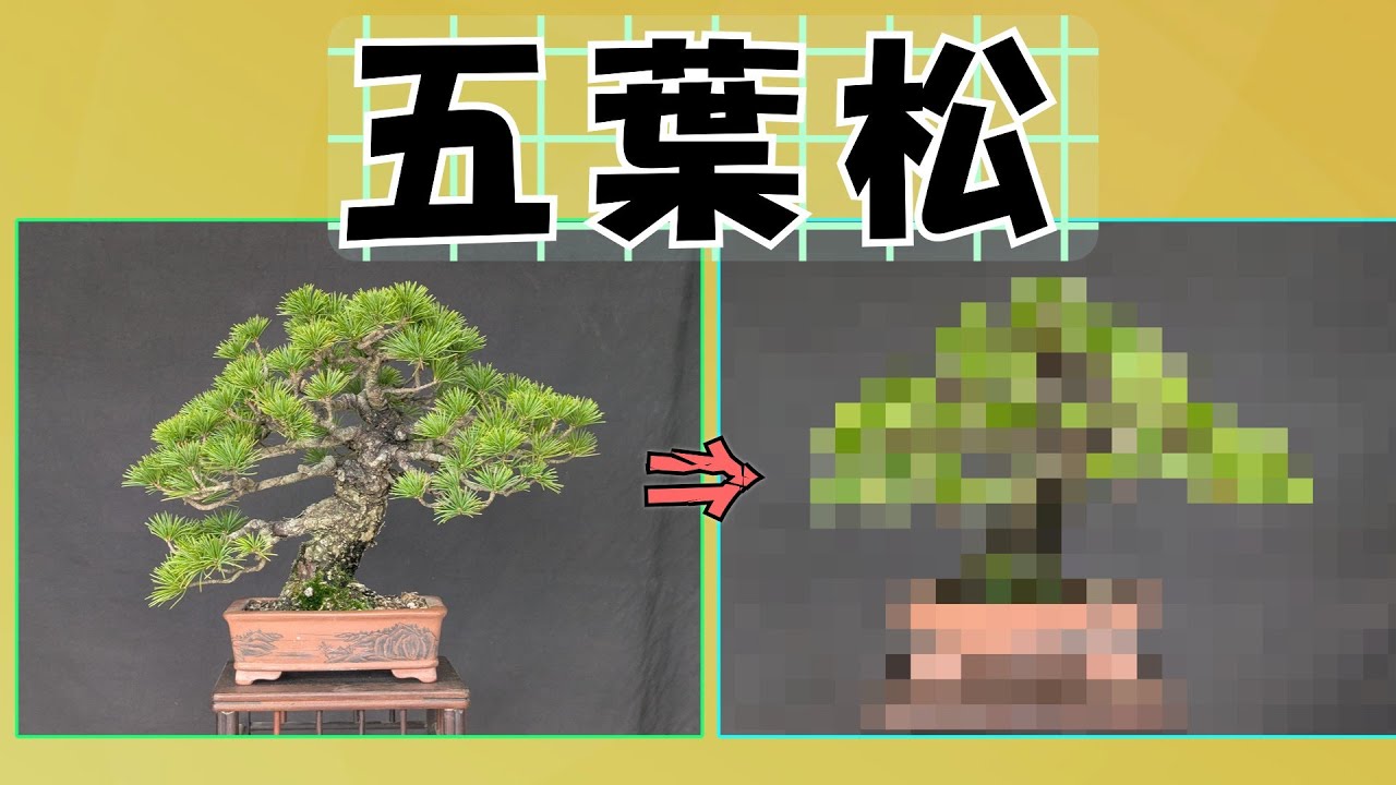 盆栽】五葉松 針金掛け - YouTube