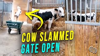 Cow Suddenly Started to Rush Out of the Barn Then Slammed the Gate Open