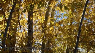 10/19/2012 Denver, CO Fall Foliage B-Roll