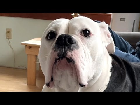 Nervous dog sweetly