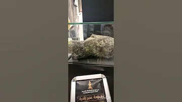 قطعه عنبر نادره يشتريها امير قطر بمليون ريال سعودي 