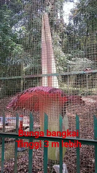 Bunga bangkai Amorphophallus mekar tinggi 3 m