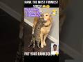 Rank The Most Funniest Animal video😂🤨 #animals #funny #pets #cat #dog #shorts #trending #viral #ai