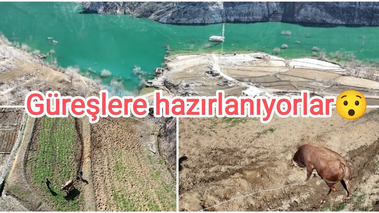 BARAJ GÖLÜNÜN KIYISINDA BOĞALAR GÜREŞLERE HAZIRLANIYOR😯#baraj #boğa #yusufeli #yusufelibarajı #bull 