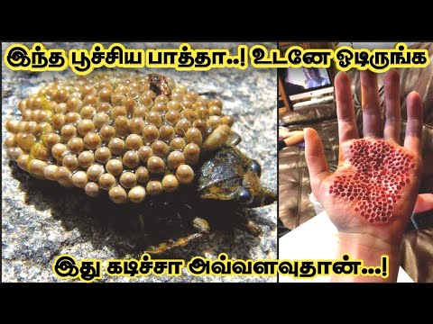 உலகில் மிகக் கொடிய விஷமுள்ள 10 பூச்சிகள் | Top 10 dangerous bugs in the world | Top 5 Info Tamilan