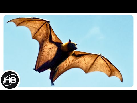 10 Животных, которые Умеют Летать