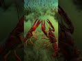 🦐 The Red Swamp Crayfish: The Global Freshwater Invader 🌍 | Master of Wetland Survival