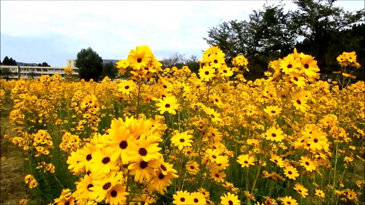 安塚区黄金回廊 ヤナギバヒマワリ満開 くろかわぶらぶらブログ