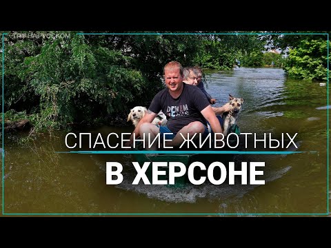 Как волонтеры спасают животных из затопленных городов Херсонщины