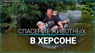 Как волонтеры спасают животных из затопленных городов Херсонщины