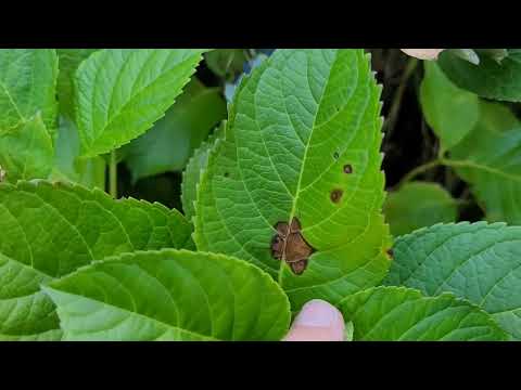 Vídeo: Doenças da mancha foliar em hortênsias: aprenda sobre o tratamento da mancha foliar de hortênsia