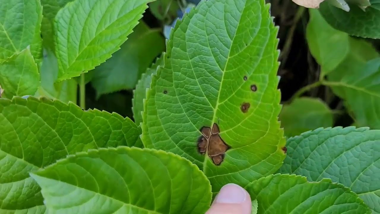 🌿 MANCHA FOLIAR ou DOENÇA EM HORTÊNSIA. Hydrangea macrophylla.