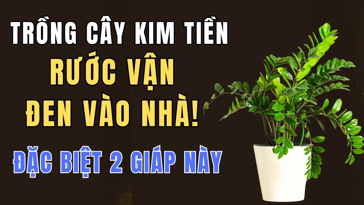 Cây Kim Tiền RƯỚC ĐEN ĐỦI TRIỀN MIÊN - 2 Con Giáp Tuyệt Đối Không Nên TRỒNG!