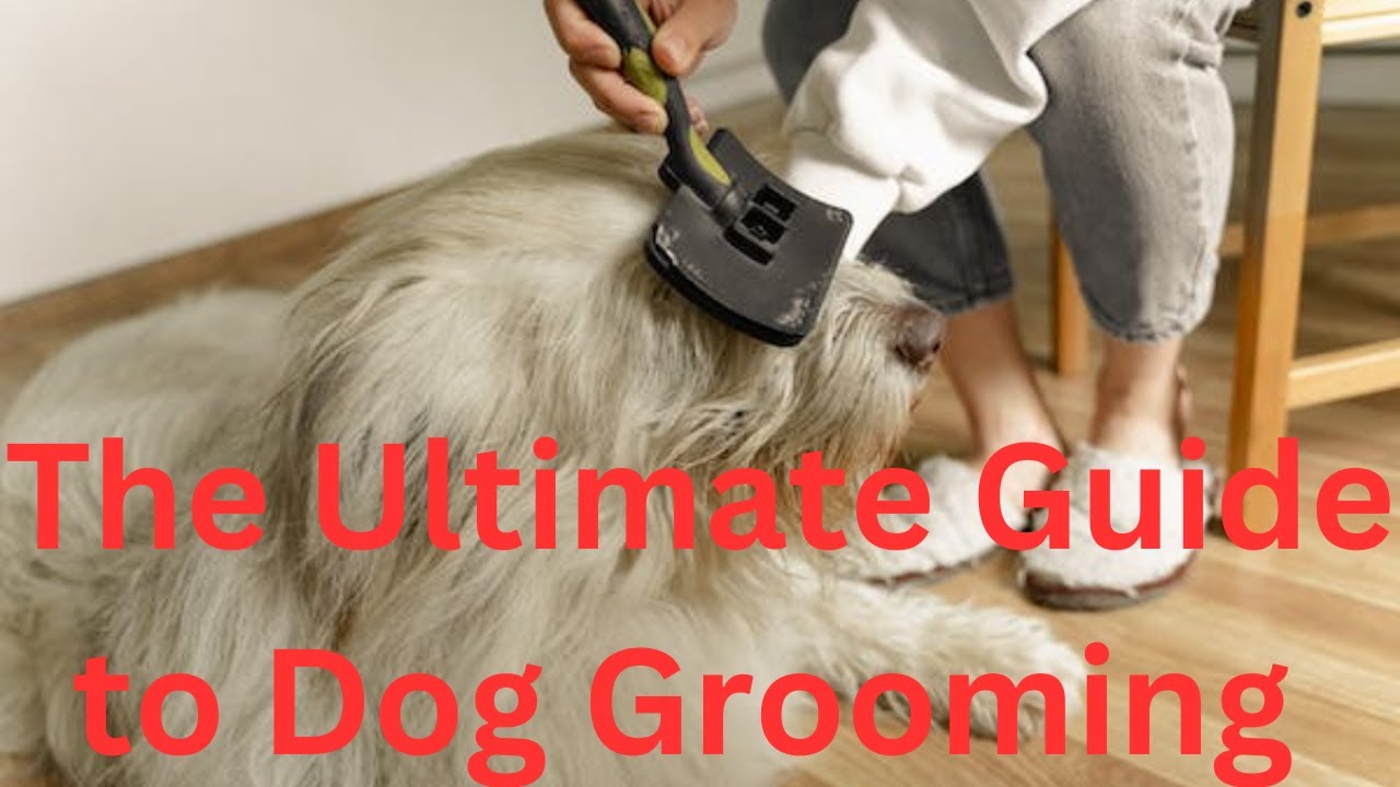The Ultimate Guide to Dog Grooming YouTube