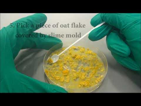 Preparation of Experimental Plate for Slime mould expt (SPS)