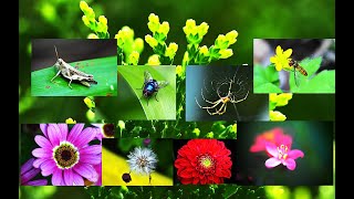Apr 2025 Macro image of Taipei Floriculture Experiment Center in spring 春天。台北花卉試驗中心的微距影像