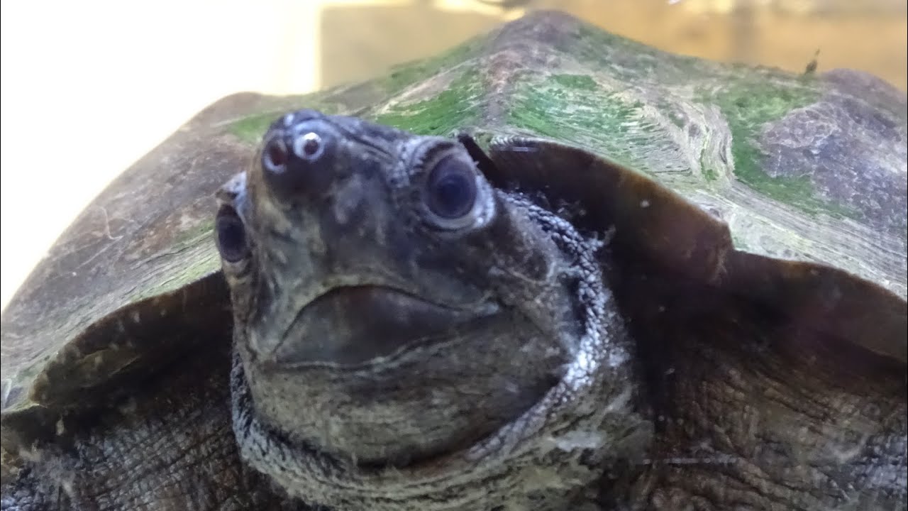 40年飼っているクサガメ