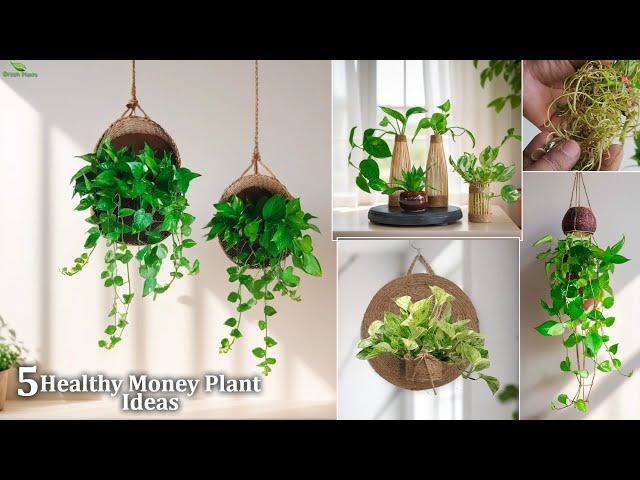 philodendron bipinnatifidum selloum hope Philodendron Selloum 'Hope' Seeds  D&H Seed Harvest Co
