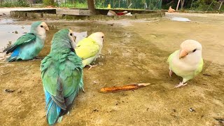 What is the experience of raising a group of peony parrots? The ability to tear down trees is too