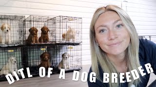 DAY IN THE LIFE OF A DOG BREEDER | PUPPIES NEW AREA, OUTSIDE PLAYTIME & AM I KEEPING A PUPPY by Bailey Williams | Rose and Reid Doodles 31,906 views 1 year ago 16 minutes