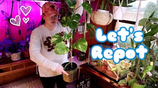 Repot With Me & Chill