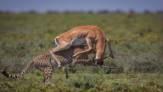 Gazelle Fights Cheetah Back To Escape Death