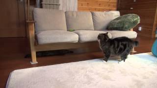 まるとはな１２。- Maru&Hana12.-