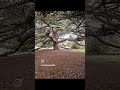 One of the oldest trees #nature