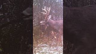 Actual Trail Cam Pics of Big Bucks Wounds from Being Shot  #shorts #hunting #bowhunting #deerhunting