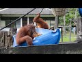 Orangutan Playtime at BOS Nyaru Menteng