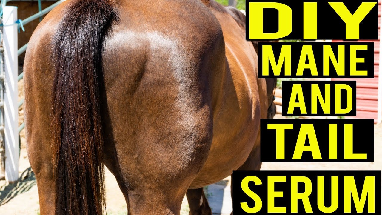 Diy Mane And Tail Growth Oil Recipe To Help Your Horse Have A Beautiful  Tail - Youtube