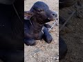 Buffalo calf buffalo mostpopular viral